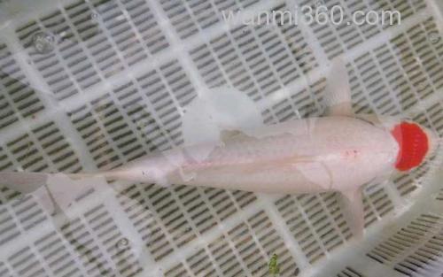 锦鲤_3