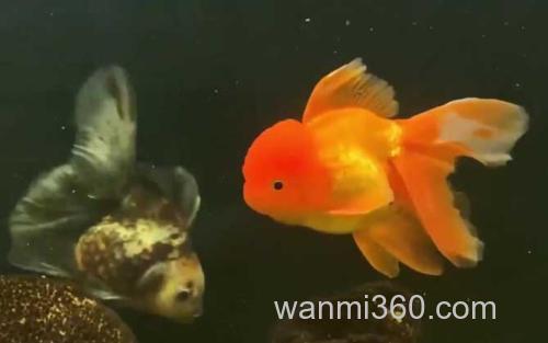 狮子头金鱼_0