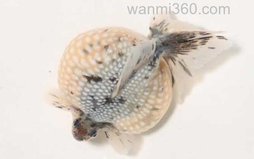 珍珠鳞_2