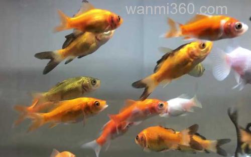金鱼_2
