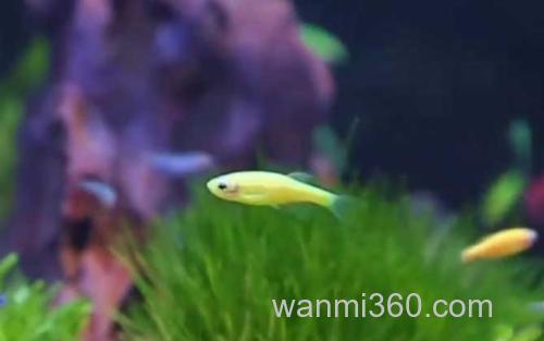斑马鱼_0