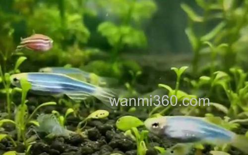 斑马鱼_1