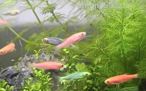 斑马鱼_0