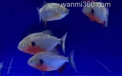 水虎鱼_1