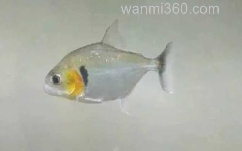 水虎鱼_2