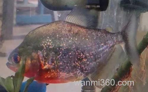 红钻水虎_0
