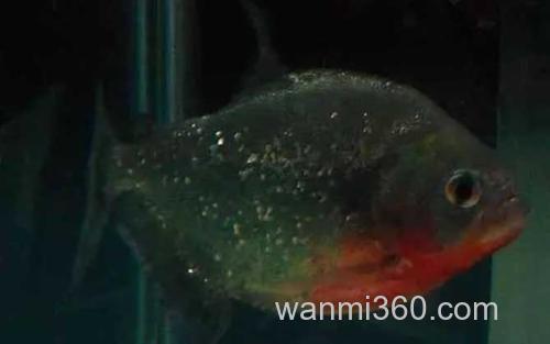 红钻水虎_3
