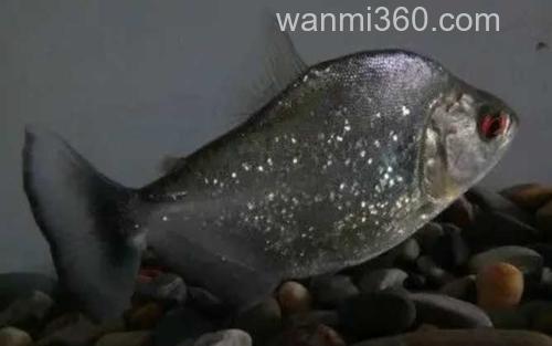 黑食水虎_3