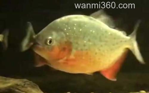 食人鱼_0