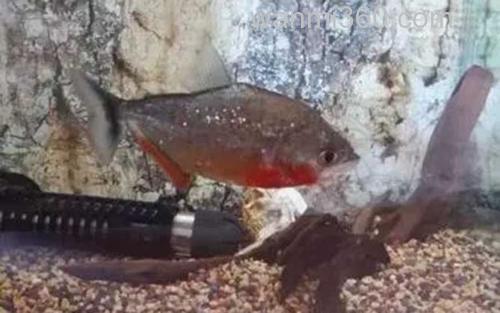 水虎鱼_1