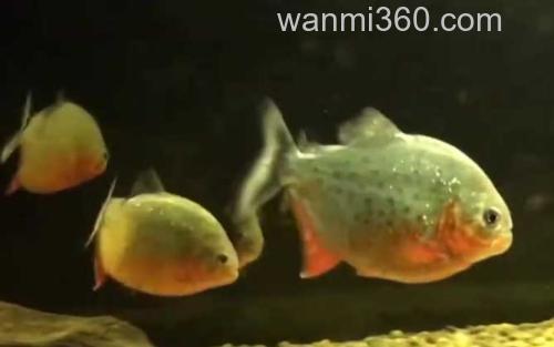 水虎鱼_2