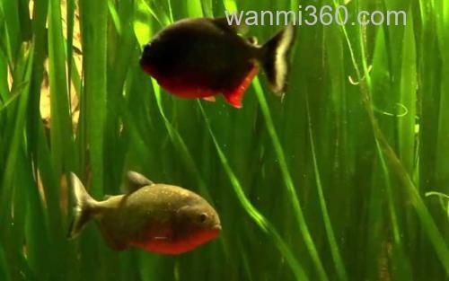 水虎鱼_2