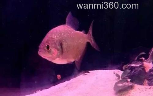 水虎鱼_0