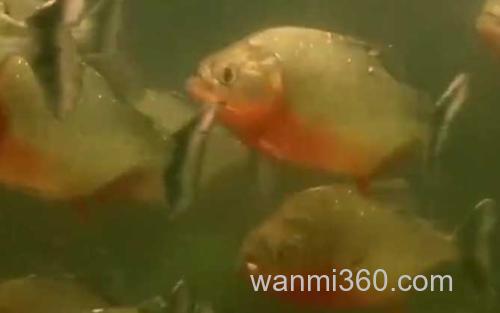 水虎鱼_2