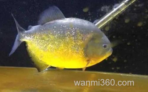 迷人臀点脂鲤_2