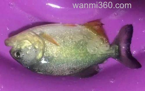 水虎鱼_1