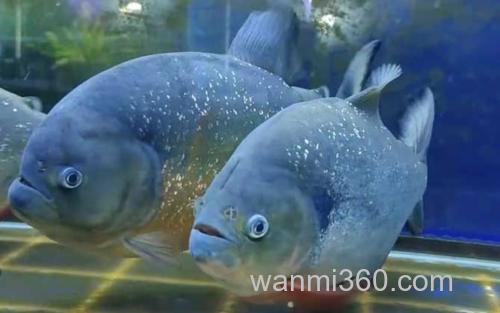 水虎鱼_1