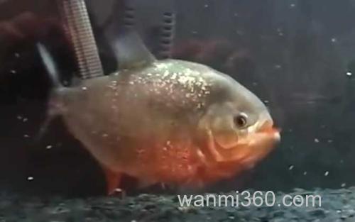 食人鲳_1
