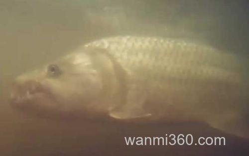 巨型食人鱼_1