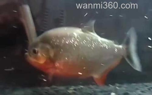 食人鲳_3