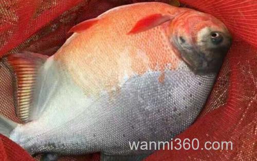 红鲳鱼_1