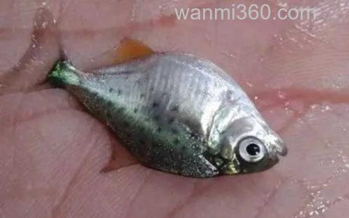 食人鲳_2