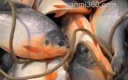 淡水红鲳鱼_0