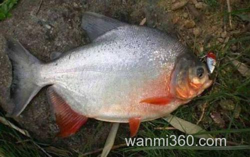 红鲳鱼_1