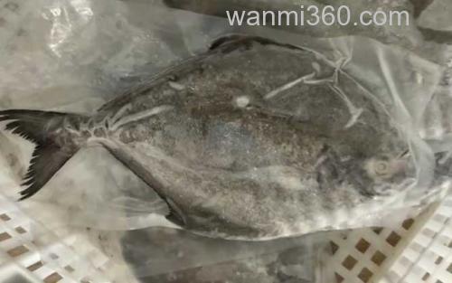 黑鲳鱼_0