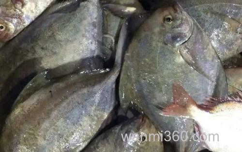 黑鲳鱼_1