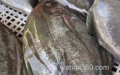 黑鲳鱼_1