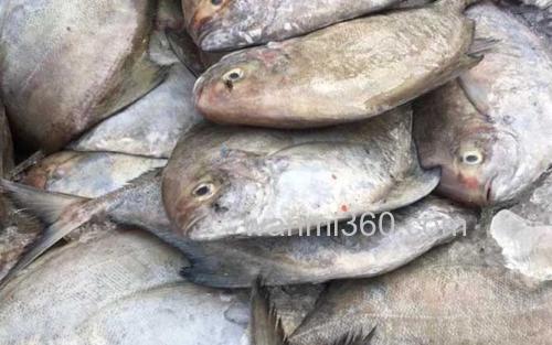 黑鲳鱼_2