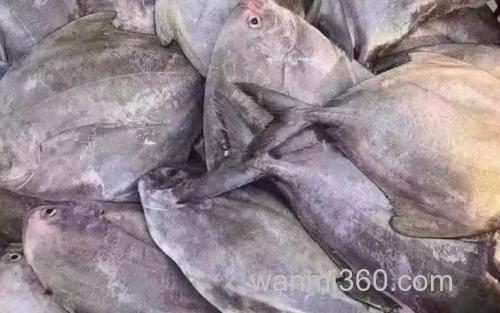 黑鲳鱼_1