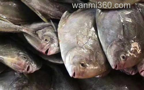 黑鲳鱼_2