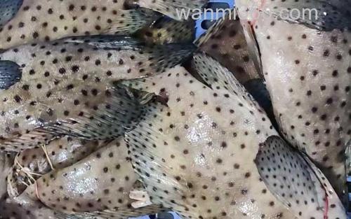 老鼠斑_1