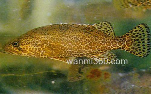高体鳜_8