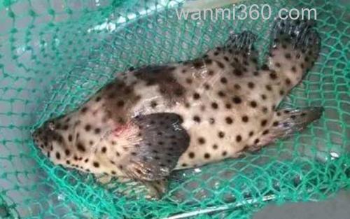 老鼠斑_0