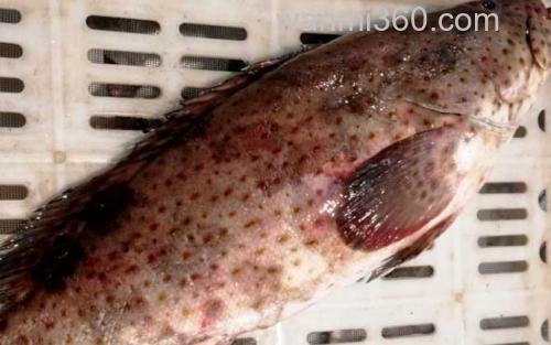 油斑鱼_3