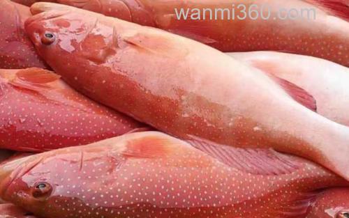 石斑鱼_1