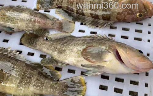 青石斑鱼_1