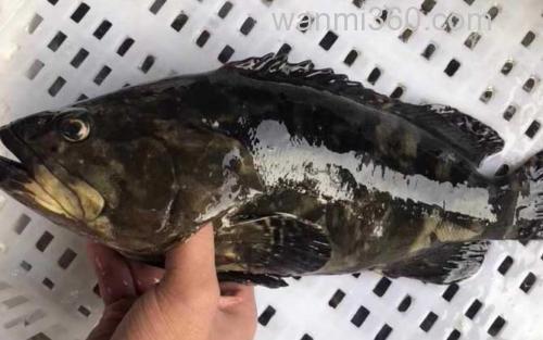 青石斑鱼_2
