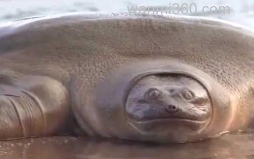 鼋_1