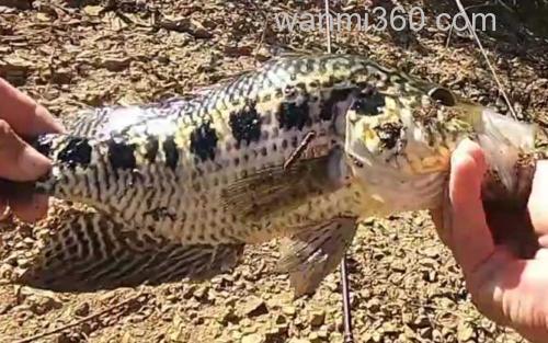 淡水石斑鱼_1