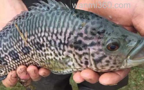 淡水石斑鱼_1