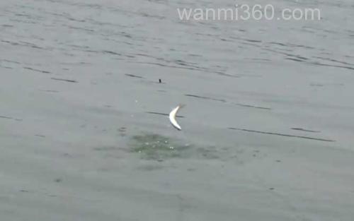 钓白条鱼_4