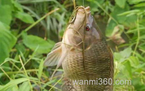 钓罗非鱼_1