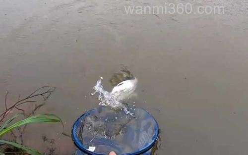 鳊鱼_4