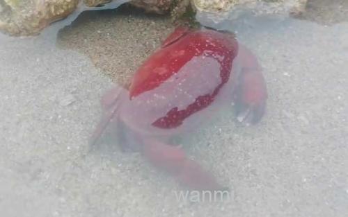 正直爱洁蟹_2