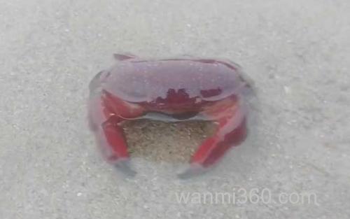 正直爱洁蟹_1