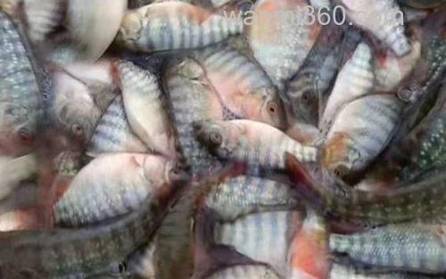 罗非鱼苗_0
